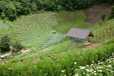 High angle view of flowering plants on field