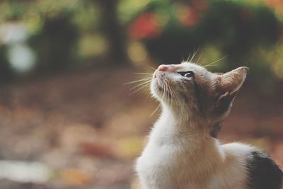 Close-up of cat looking up