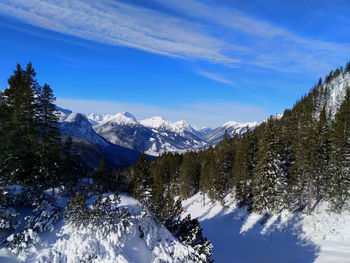 Pine trees on snowcapped mountains against blue sky