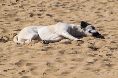 Dogs on sand at sandy beach