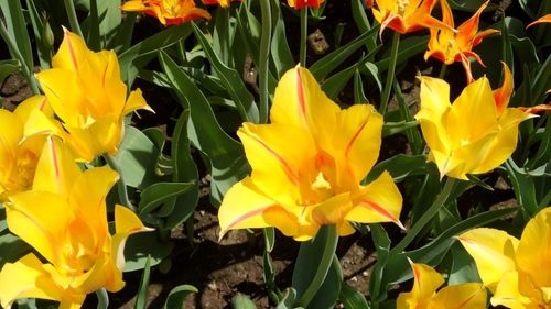 Close-up of yellow crocus flowers blooming on field