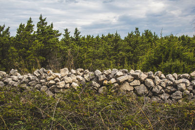 Stack of logs in forest against sky