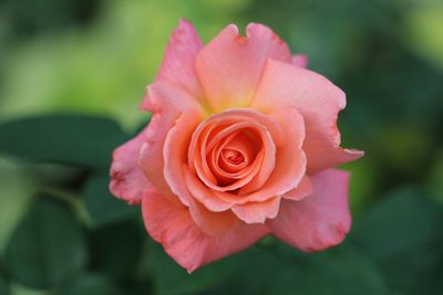 Close-up of pink rose