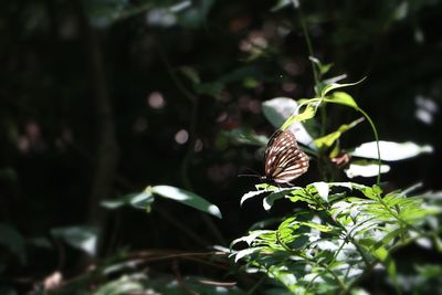 Close-up of butterfly on plant