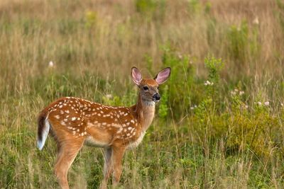 Giraffe on field