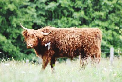 Cattle in a field and flying bird 