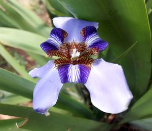 Close-up of purple flower blooming outdoors