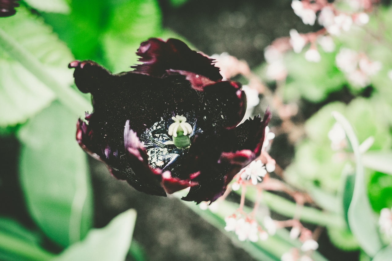 CLOSE-UP OF RED FLOWERING PLANT AGAINST BLURRED BACKGROUND