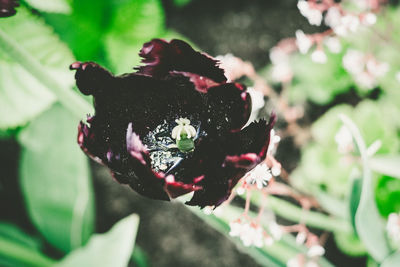 Close-up of red flowering plant