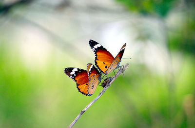 Butterfly pollinating flower