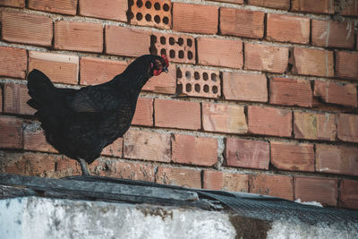 View of a bird against brick wall