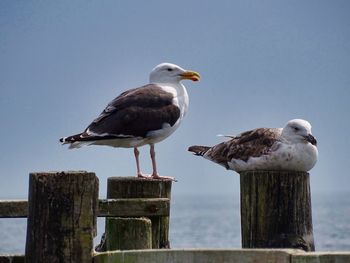 Seagulls perching on wooden post