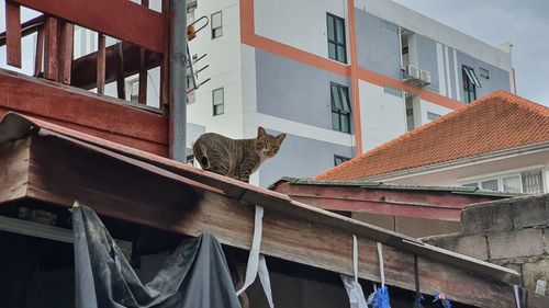 Low angle view of cat on roof of building