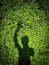 Shadow of tree on field