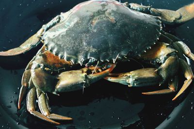 Mud crab isolated close up