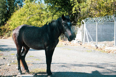 Side view of horse standing on land