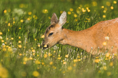 View of an animal on field