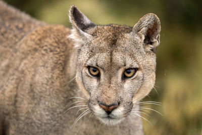 Close-up of lioness