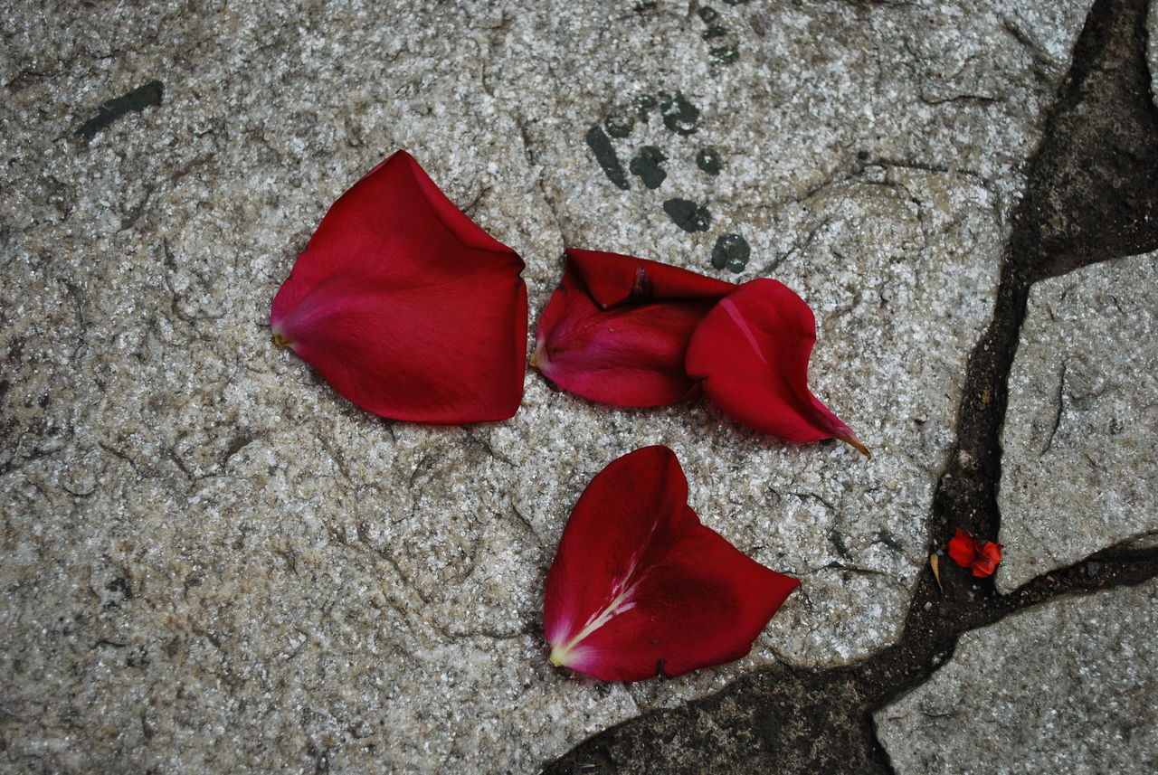 CLOSE-UP OF RED FLOWERS ON ROCK