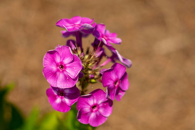 Close-up of pink flowering plant