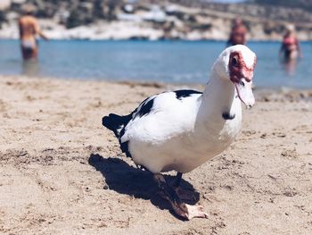 Close-up of bird on beach