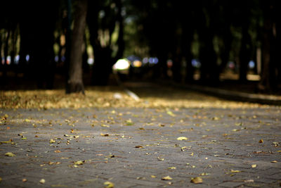 Surface level of dry leaves on street in city