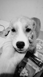 Close-up portrait of dog at home