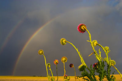 Scenic view of rainbow on plant against sky