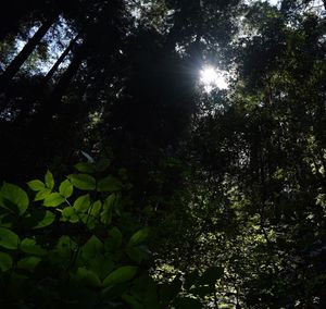 Low angle view of trees against sky at night