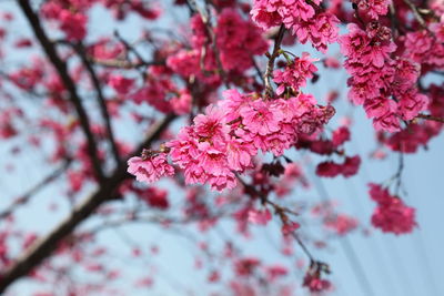 Close-up of pink cherry blossoms in spring