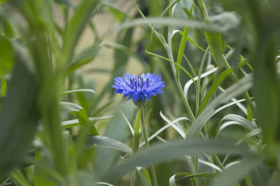 Blue macro image of cornflower top view, micro photo, nature blue floral background, hurtsickle