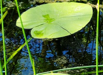 Plants growing in pond