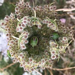 Close-up of cactus plant