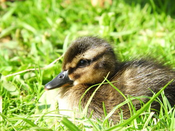 Close-up of a young bird on grass
