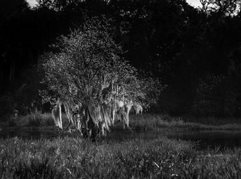 Trees on field in forest