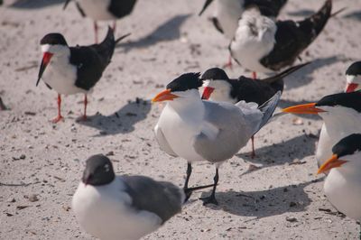 Royal terns perching at beach