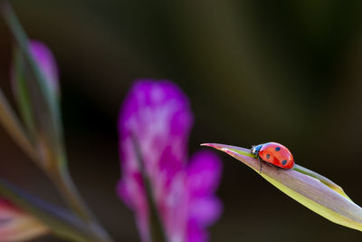 Close-up of ladybug on flower