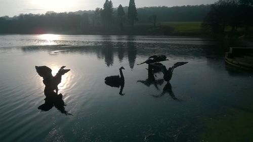 Swans swimming in lake against sky