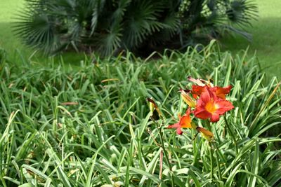 Close-up of red flowers blooming outdoors