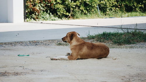 Dog resting on field