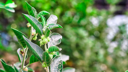 Close-up of fresh green plant