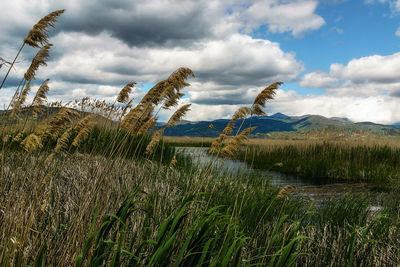 Thickets of reeds on lake kastoria in greece.