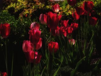 Close-up of red flowers blooming outdoors