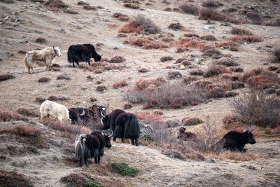 Horses grazing on field