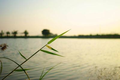 Plant growing in lake against sky