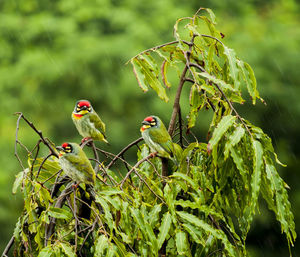 Close-up of bird perching on leaf