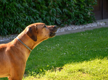 Dog barking in back yard.