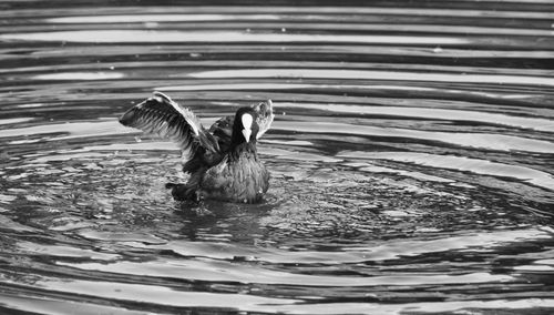 Ducks swimming in lake