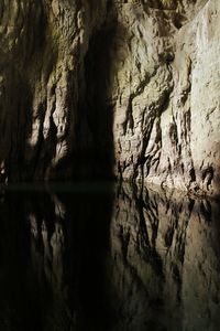 Reflection of trees in water