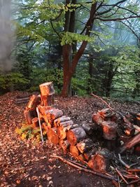 Log on barbecue grill in forest